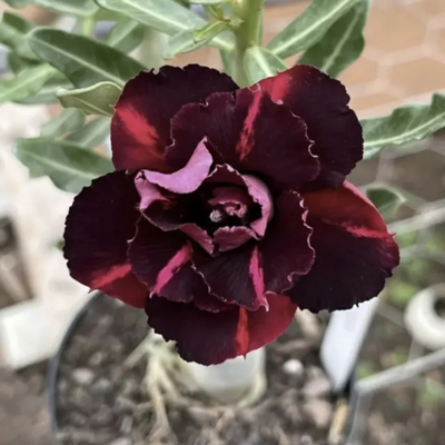 Adenium Rosy - Black Stone Bare Rooted Plant (Grafted)