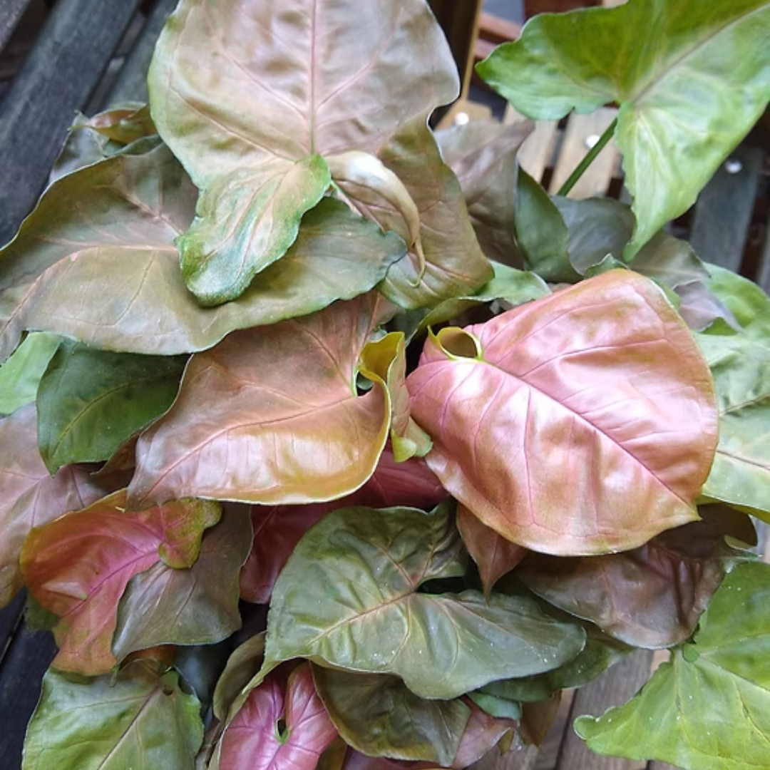 Syngonium Red Plum Allusion