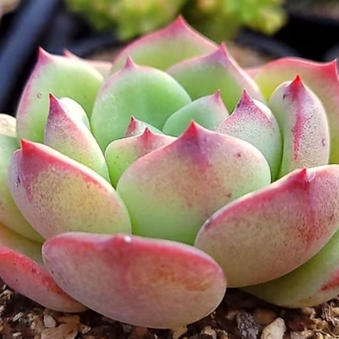 Echeveria Sensation (Bare Rooted)