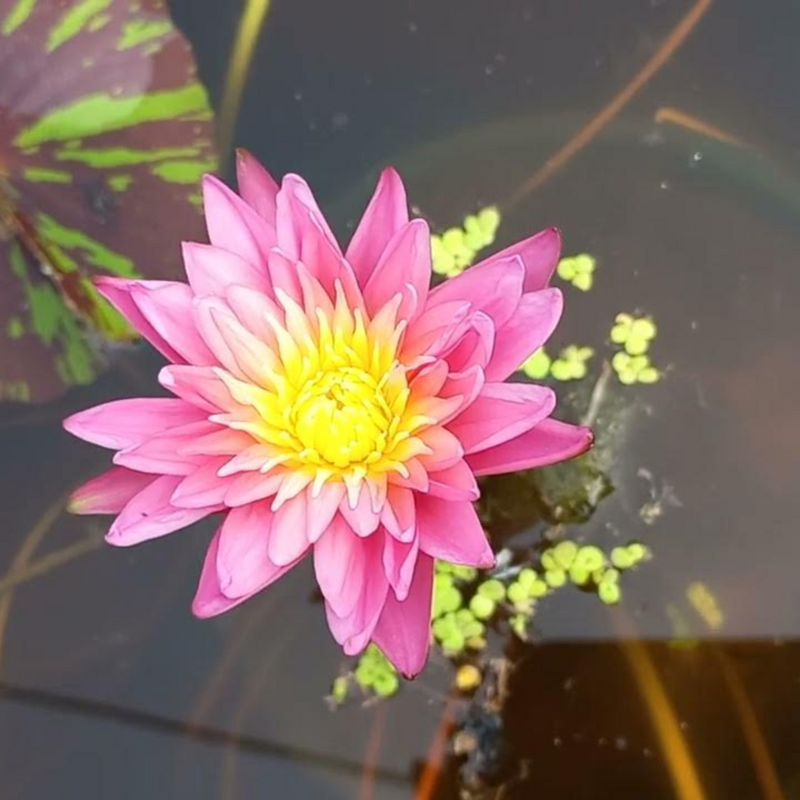 Sanamchai Tropical Waterlily