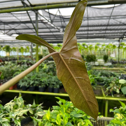 Philodendron Mexicanum