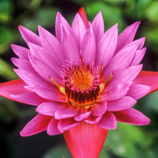 Jackwood Tropical Waterlily