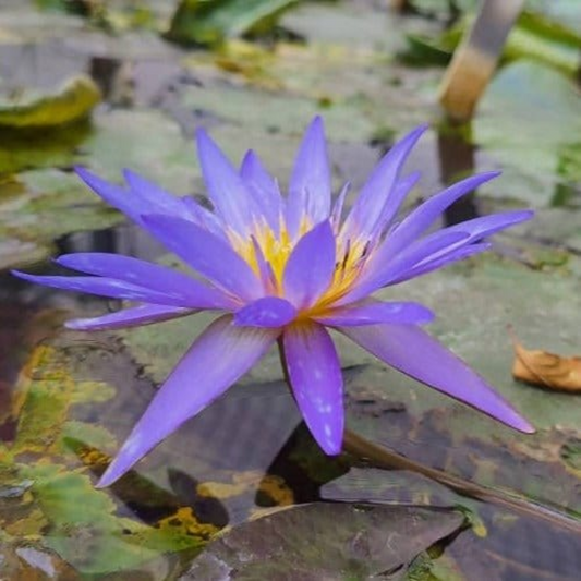 Islamorada Tropical Waterlily