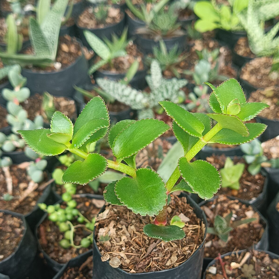 Crassula Sarmentosa Non-Variegated (Bare Rooted)