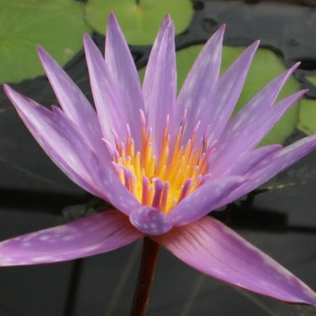 Islamorada Tropical Waterlily