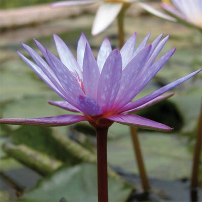 Islamorada Tropical Waterlily