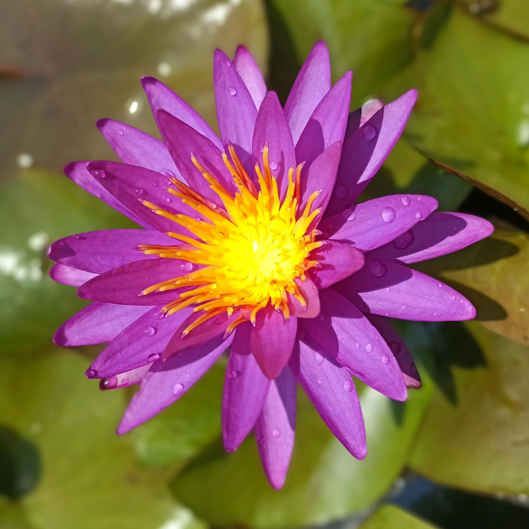 Detective Erika Hardy Waterlily