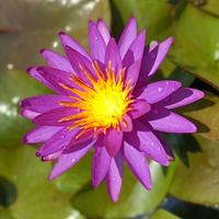 Detective Erika Hardy Waterlily