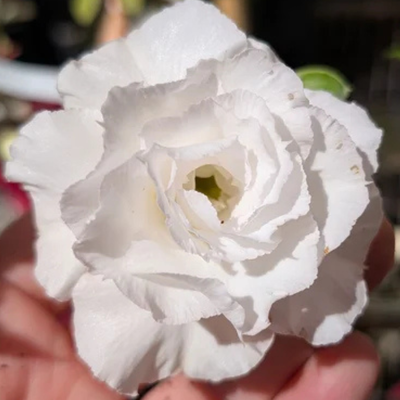 Adenium Rosy - Snow White Bare Rooted Plant (Grafted)