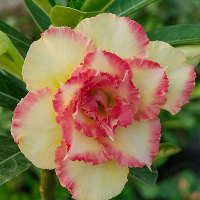 Adenium Rosy - Morina Bare Rooted Plant (Grafted)