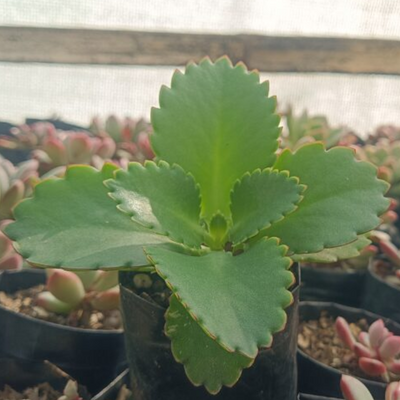 Mother of Thousands (Bare Rooted)