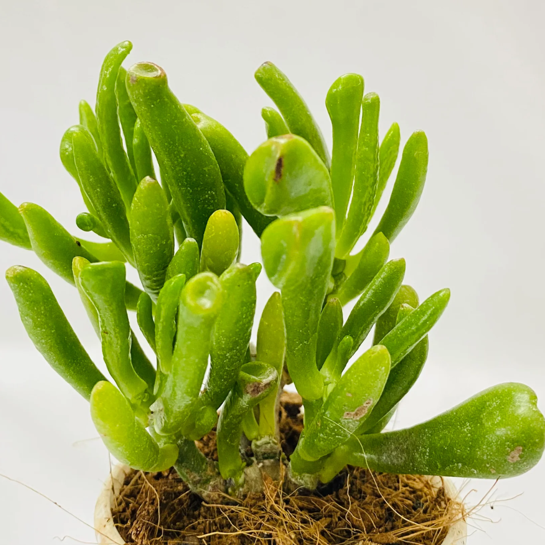 Crassula Gollum
