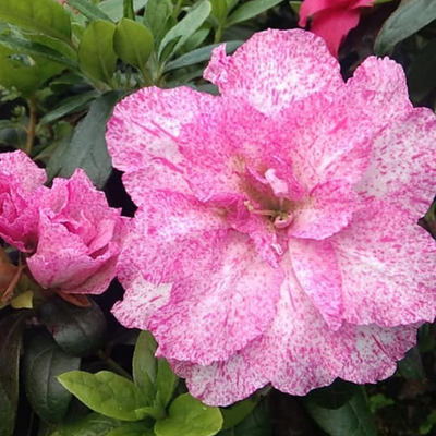 Azalea Belgian Stripe (Double Flower) Plant