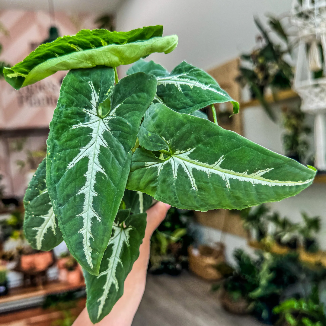 Syngonium Wendlandii