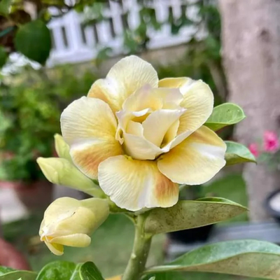 Adenium Rosy - Caramel Bare Rooted Plant (Grafted)