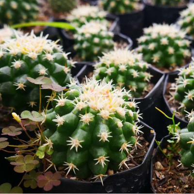 Rare Echino Curvy Spines Cactus (Bare Rooted)