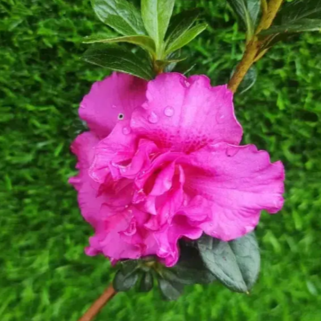 Azalea Australian Light Purple (Double Flower) Plant