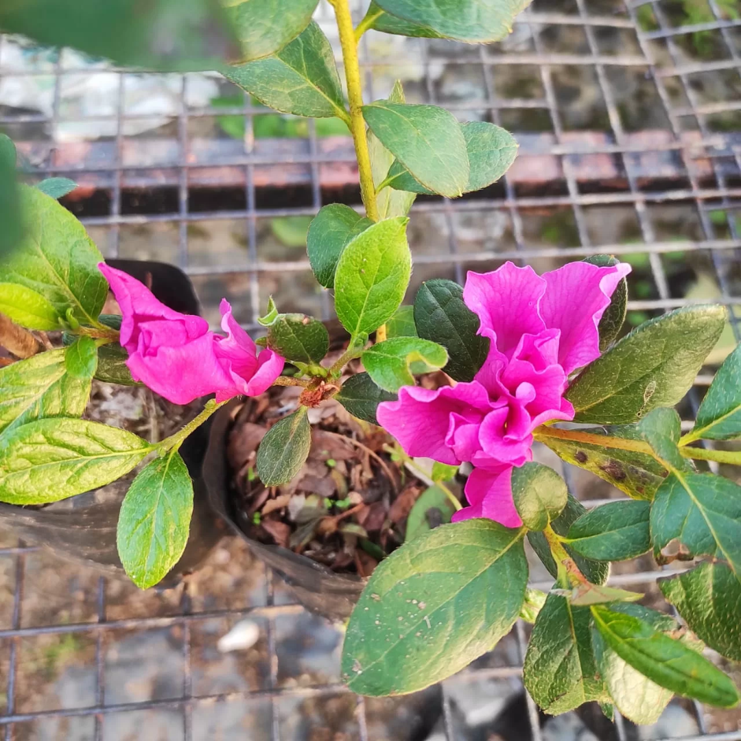 Azalea Shanghai Baby Hybrid