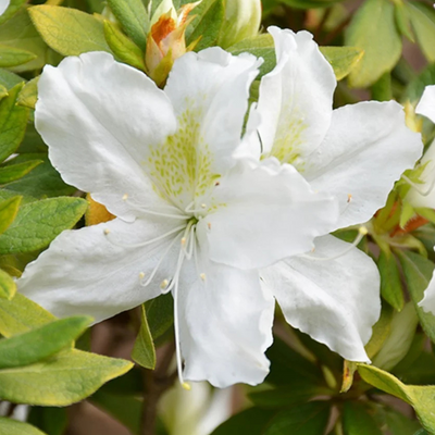 Azalea White Flower