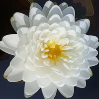 Malika Hardy Waterlily