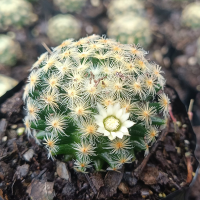 Mammillaria Roemeri Cactus (Bare Rooted)