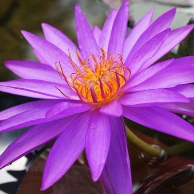 Detective Erika Hardy Waterlily