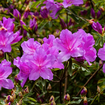 Azalea Purple (Double Flower) Plant