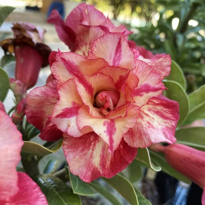 Adenium Rosy - Julius Caesar Bare Rooted Plant (Grafted)