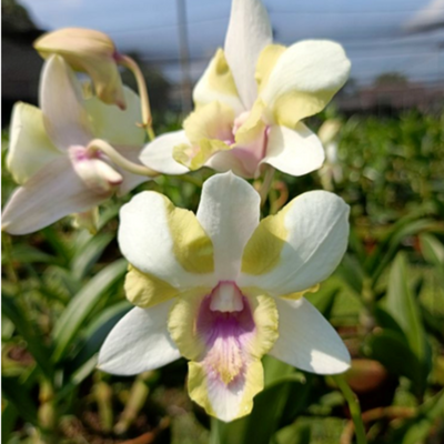 Dendrobium Star Bright (Blooming Size)