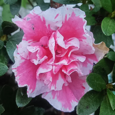 Azalea California Doll (Double Flower) Plant