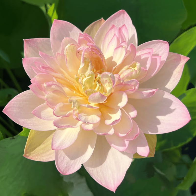 Jin Se Lotus Tuber