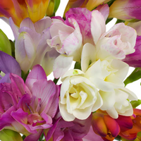 Freesia Multi Petal Bulbs- Multi Color
