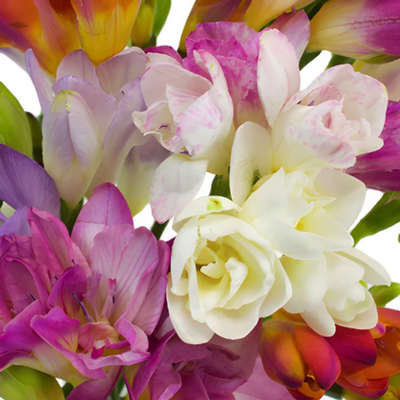 Freesia Multi Petal Bulbs- Multi Color
