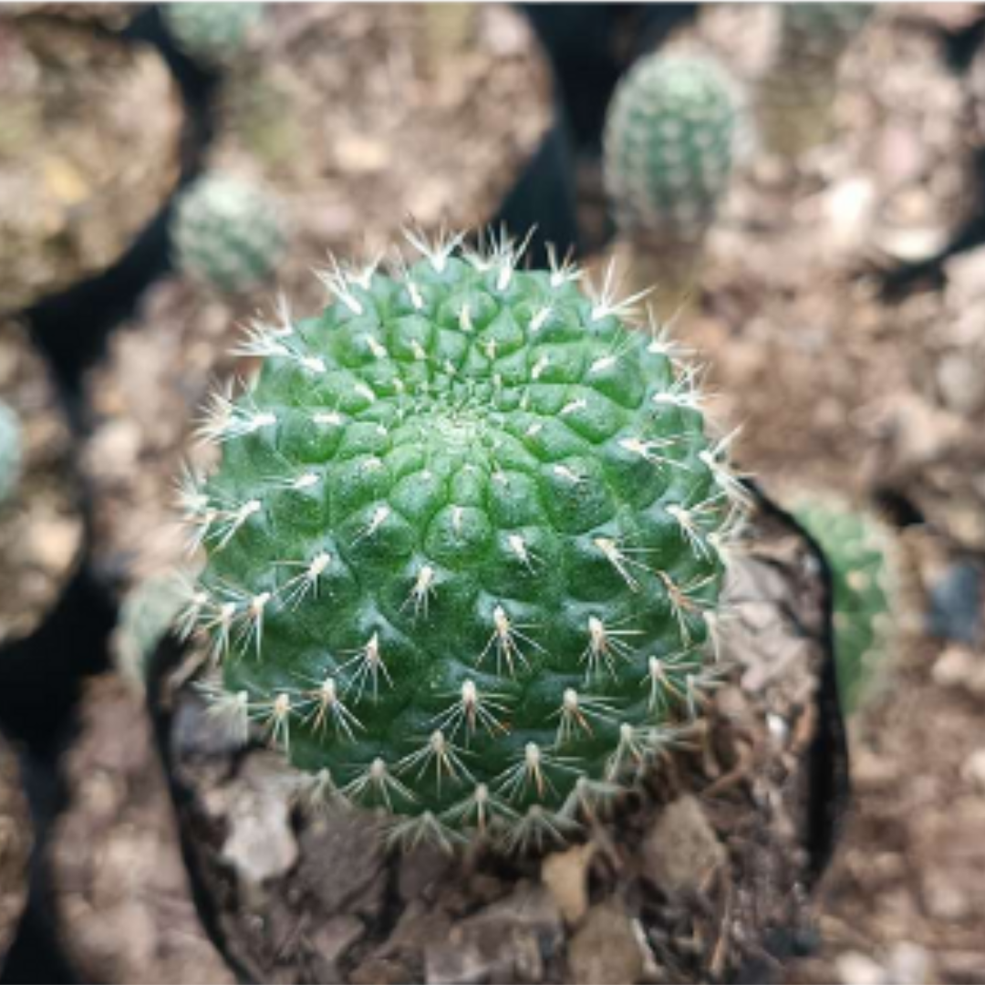 Sulcorebutia Cactus (Bare Rooted)