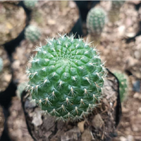 Sulcorebutia Cactus (Bare Rooted)