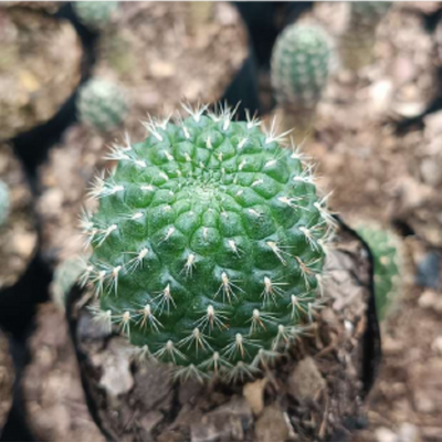 Sulcorebutia Cactus (Bare Rooted)
