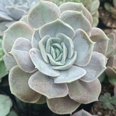 Echeveria Blue Surprise (Bare Rooted)