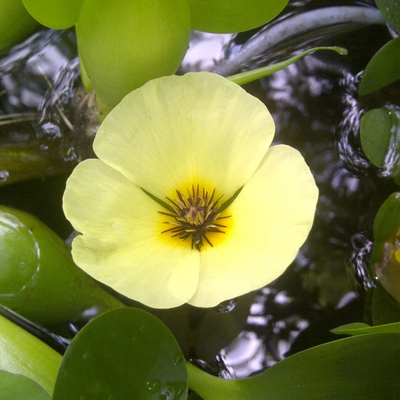 Water Poppy
