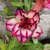 Adenium Rosy - Smoky Makeup Bare Rooted Plant (Grafted)