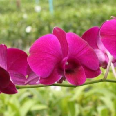 Dendrobium Super Nova (Near Blooming Size)