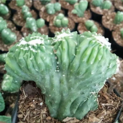 Cereus Forbesii Monstrose (Bare Rooted)