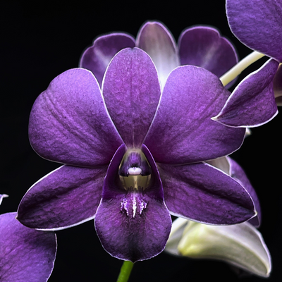 Dendrobium Blue (Blooming Size)