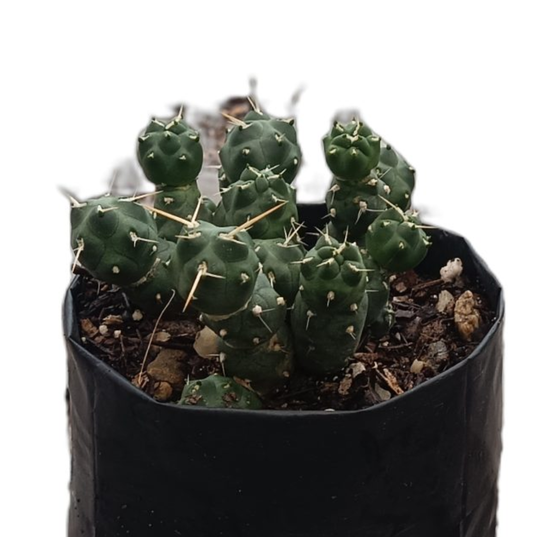 Puna Cactus (Bare Rooted)
