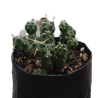 Puna Cactus (Bare Rooted)