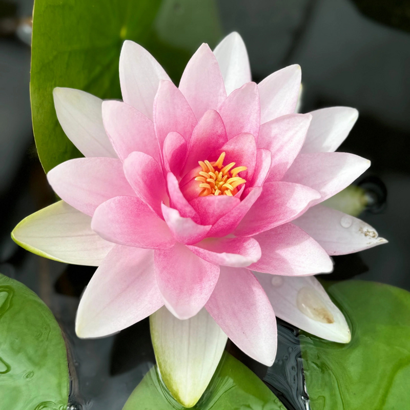 Madame Wilfron Gonnère Hardy Waterlily