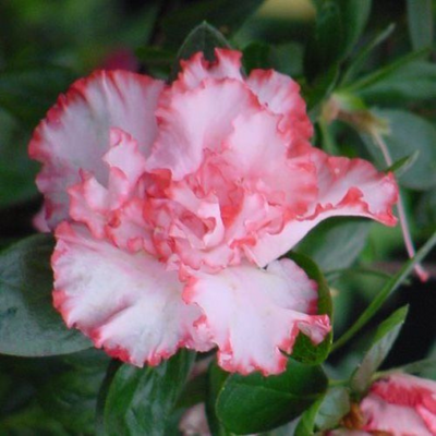 Azalea Albert Elizabeth