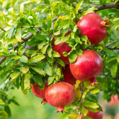Ganesh Anar Grafted Tree