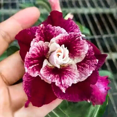 Adenium Rosy - Sissy Bare Rooted Plant (Grafted)