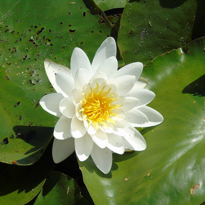 Prolifera Tropical Waterlily (Night Bloomer)