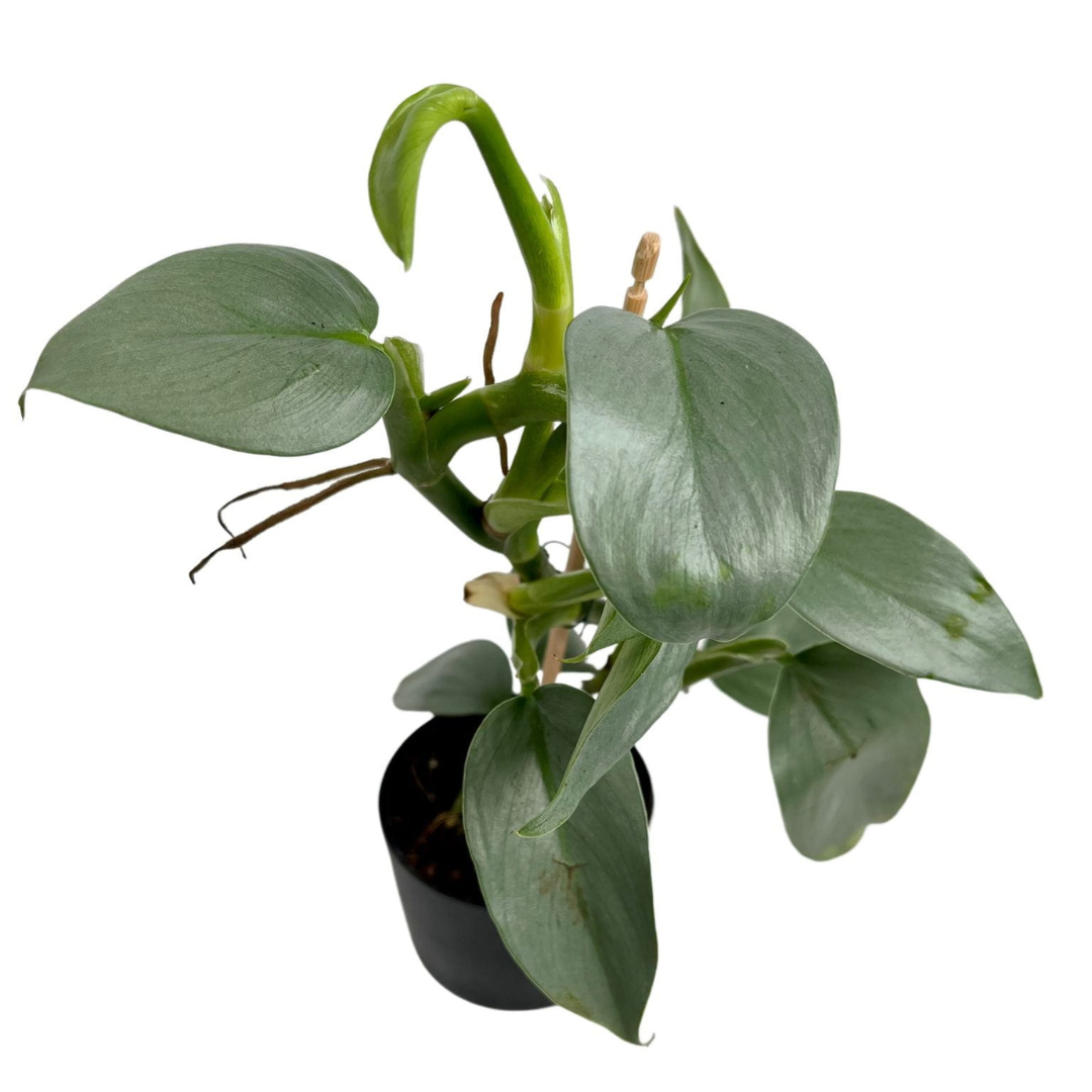Philodendron Hastatum Silver